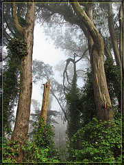 Eucalyptus Forest View