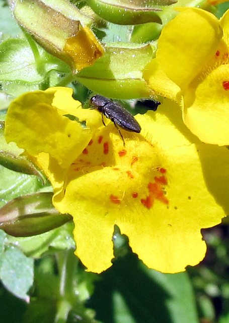 beetleonflower