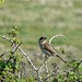Reed Bunting Female