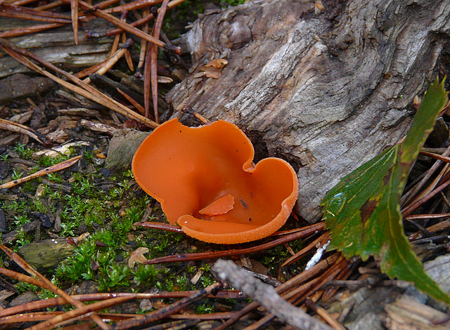 Brede Orange Peel Fungi