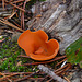 Brede Orange Peel Fungi