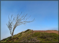 Dead Eucalyptus Tree
