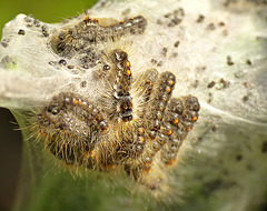 Brown-tail Moth Caterpillars
