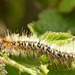 Oak Eggar Moth Caterpillar