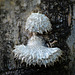 Brede Fungi Stache