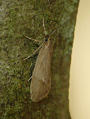 Diurnea lipsiella Moth