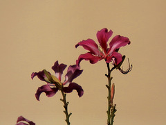 Bauhinia purpurea.