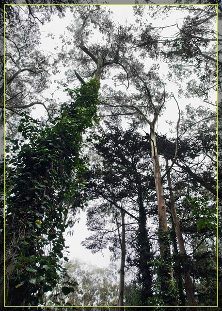 Ivy Climbing up Eucalyptus Tree