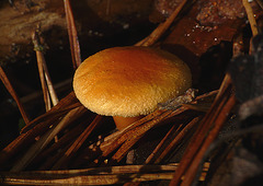 Brede Fungi 11