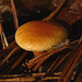 Brede Fungi 11