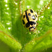 14-spot Ladybird & Aphid