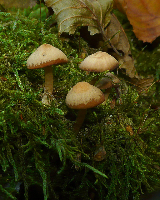 Brede Fungi 7