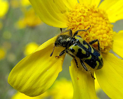 Ornate Checkered Beetle on Yellow Flower