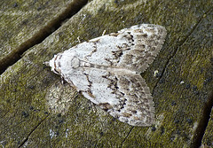 Least Black Arches