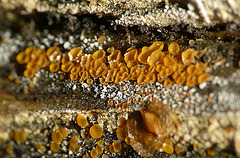 Brede Fungi 6