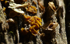 Brede Fungi 5