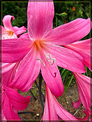 Flaming Pink Lily
