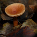 Brede Fungi 4
