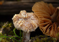 Brede Fungi 1