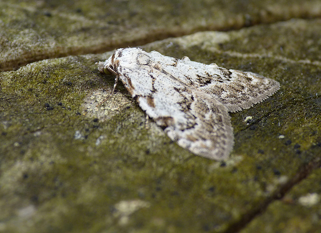 Least Black Arches