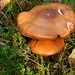 Orangy Fungi