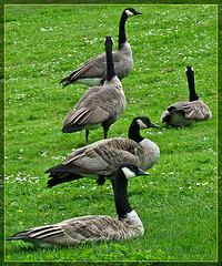 Canadian Goosey Group