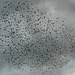 Eastbourne Starlings