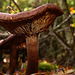 Gilly Fungi