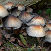 Fungi Family
