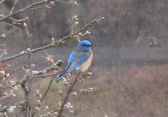 Western Bluebird in Buckbrush