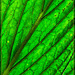 Glowing Leaf Detail: Where are my Sunglasses?