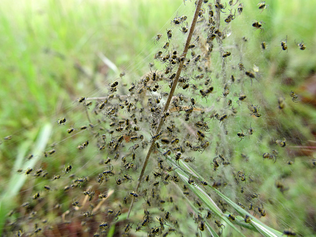 Possible Orb Weaver Spiderlings2