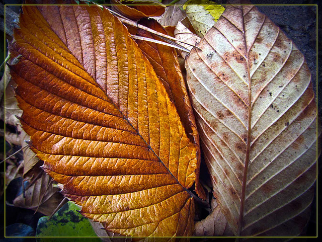 Fall Leaves: Front and Back