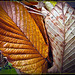 Fall Leaves: Front and Back