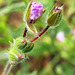 tinypinkflowerbuds