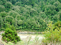 Alongside the Waioeka River