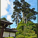 Japanese Tea Garden Tree