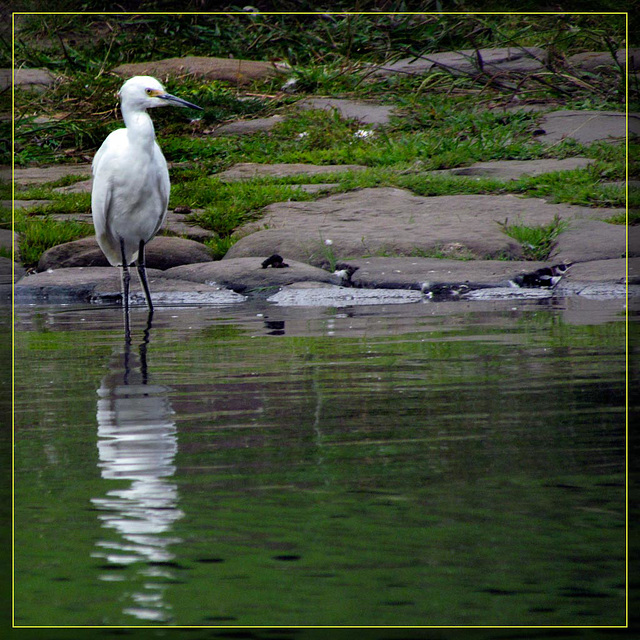 Egret with Reflection