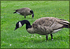 Canada Geese Foraging in the Grass