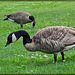 Canada Geese Foraging in the Grass