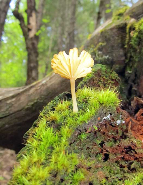 Lichen Agaric Mushroom
