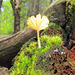 Lichen Agaric Mushroom