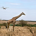Giraffe in the flight path