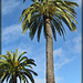 Palm Trees Outside the De Young Museum