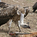 Vulture' s lunch