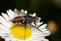 Eriothrix rufomaculata (Tachinidae)
