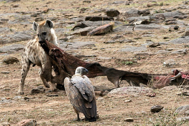 Keeping dinner away from the vulture