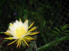 Night Blooming Cereus #3 2009