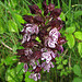 Orchis purpurea, Orchis pourpre (Orchidacées) (Lot, France)
