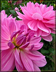 Conservatory of Flowers: Dahlia Garden Beauties